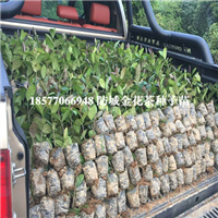 广西**茶种子苗价格，广西**茶种子苗 