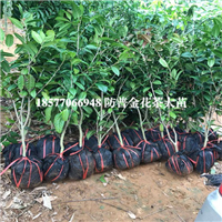 广西**茶苗|防城港**茶苗批发价格 