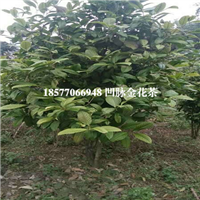 广西**茶盆景，广西凹脉**茶 