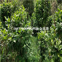 防城港凹脉**茶批发，防城港凹脉**茶 
