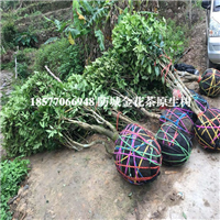 防城港**茶树|普通种**茶树 