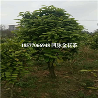 广西凹脉**茶基地，广西批发凹脉**茶 