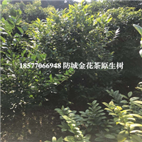**茶树|防城港**茶树 