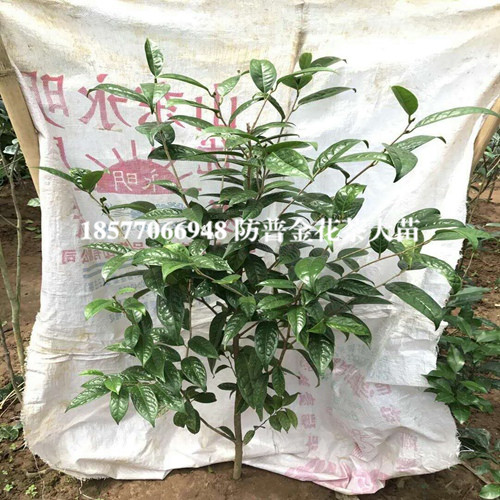 **茶大苗批发价格、**茶苗、广西**茶 