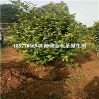 **茶树-广西防城港**茶树 