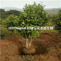 防城港**的**茶树种植基地 