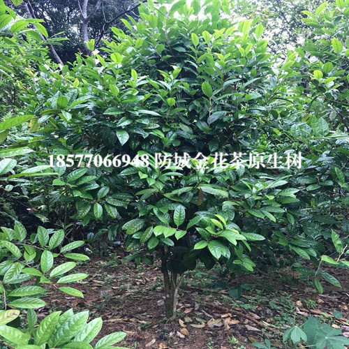 **茶树-防城港大菉堂**茶种植园 