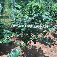 防城港**茶苗|**茶苗|广西**茶苗 