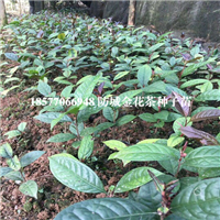 防城**茶种子苗，广西**茶种子苗 