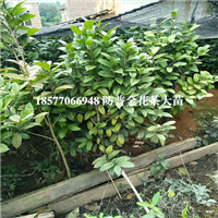防城港**的**茶苗|广西**茶种苗场 