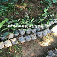哪里有**茶种子苗卖？广西**茶种子苗 