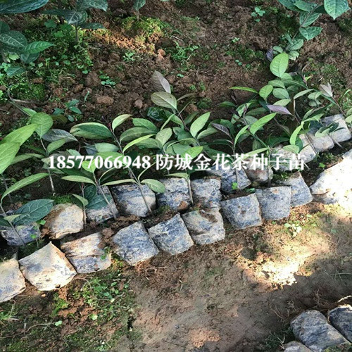 哪里有**茶种子苗卖？广西**茶种子苗 
