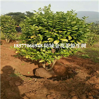 **茶盆景|**茶树|防城港**茶树 
