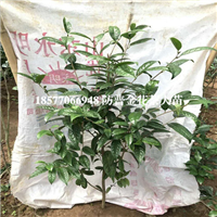 **茶大苗批发价格、**茶苗、广西**茶 