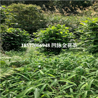防城凹脉**茶，防城**茶树，防城**茶 