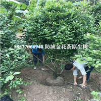 防城港**茶|**茶原生树|广西**茶 