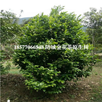 防城港**茶|防城港**茶树 