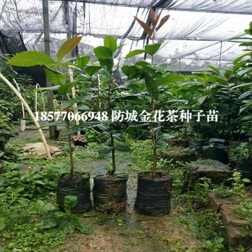 供应**茶种子苗，防城港**茶种子苗 