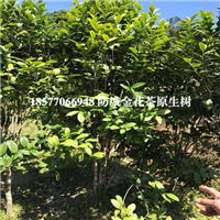 广西**茶基地，广西**茶，防城港**茶 