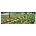 广西防城港**茶苗|防城港**茶苗 