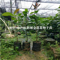 供应**茶种子苗，防城港**茶种子苗 