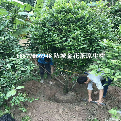 防城港**茶|**茶原生树|广西**茶 