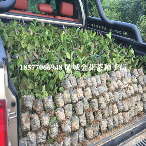 广西**茶种子苗价格，广西**茶种子苗 