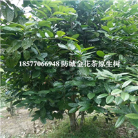 广西防城港**茶树|广西**茶树 