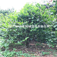 防城港**茶树批发|**茶树价格 