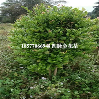 凹脉**茶、防城港**茶苗、**茶树 