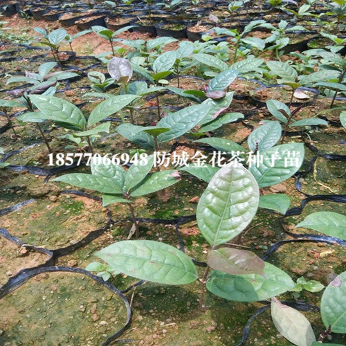 防城港**茶，广西**茶，**茶种子苗 