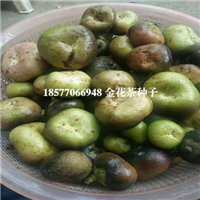 广西**茶种子批发，广西**茶种子 