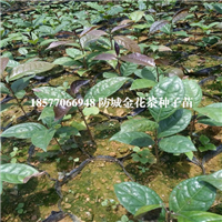 广西**茶种子苗基地，广西批发**茶种子苗 