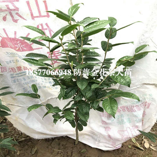 防城港**茶苗种植批发基地 