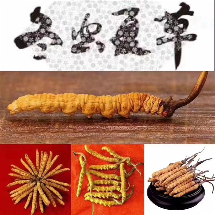 玉溪回收冬虫夏草哪家好