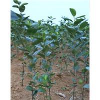 黑果花楸一年结果苗 黑果花楸的食用价值? 