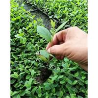 黑果花楸在各领域的应用 