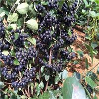 黑果花楸_腺肋花楸属 