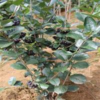 黑果花楸3年苗 