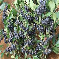 黑果花楸4年到5年生苗 
