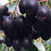 黑果花楸_黑果腺肋花楸 