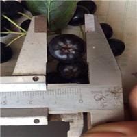 黑果花楸_蔷薇科，腺肋花楸属 
