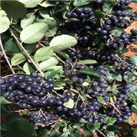 黑果花楸_黑果腺肋花楸 