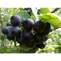 辽宁黑果花楸