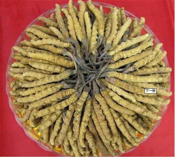 南京回收冬虫夏草 
