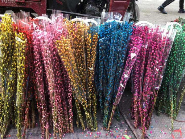 绵竹银柳种植基地