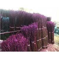 昆明银柳种植基地