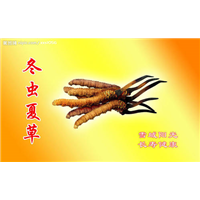 四川冬虫夏草回收