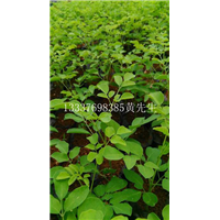 海南辣木苗|海南种植基地|海南辣木苗批发