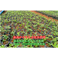 供应牛大力种苗-海南小叶牛大力优良种苗 